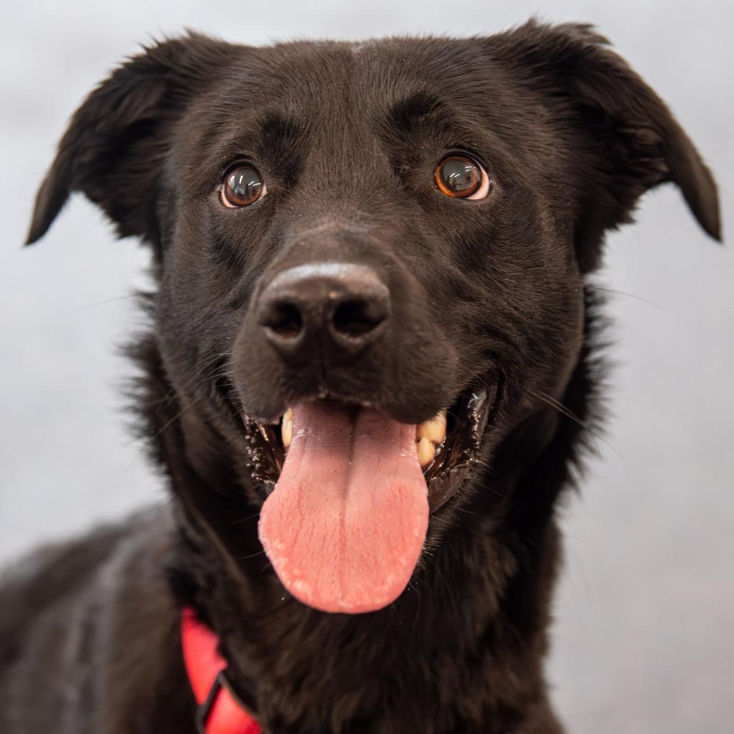 Enlarge Fenway, a Adoptable Mixed Breed in Kennebunk, ME image 2/6