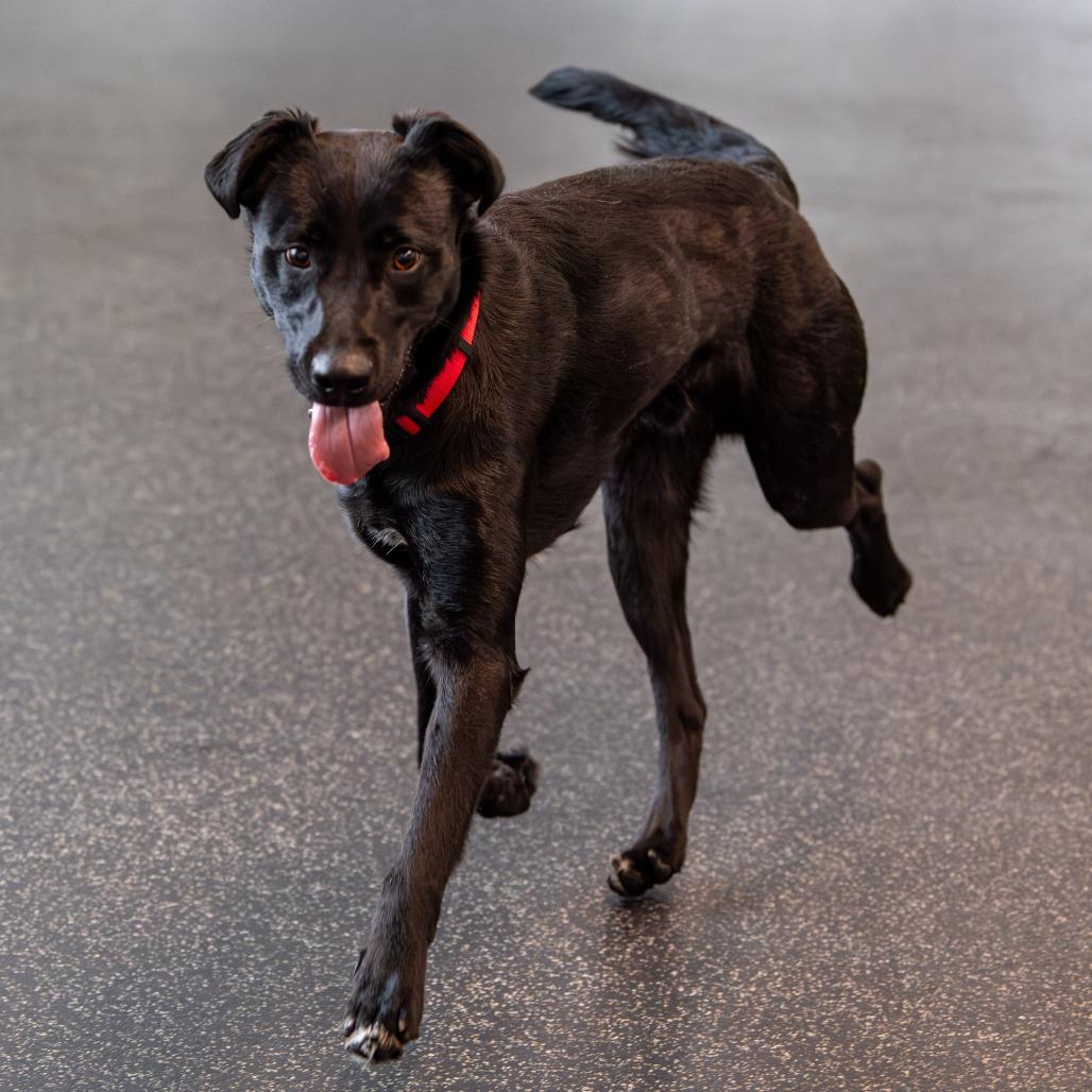 Enlarge Fenway, a Adoptable Mixed Breed in Kennebunk, ME image 3/6