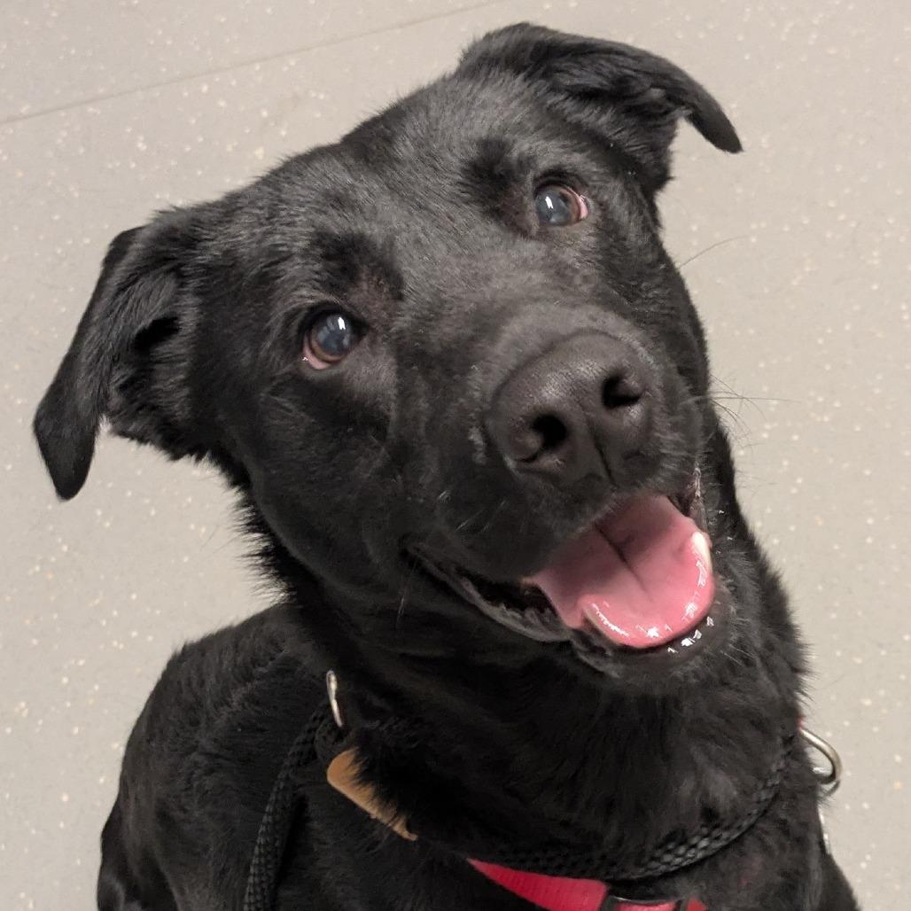 Enlarge Fenway, a Adoptable Mixed Breed in Kennebunk, ME image 4/6