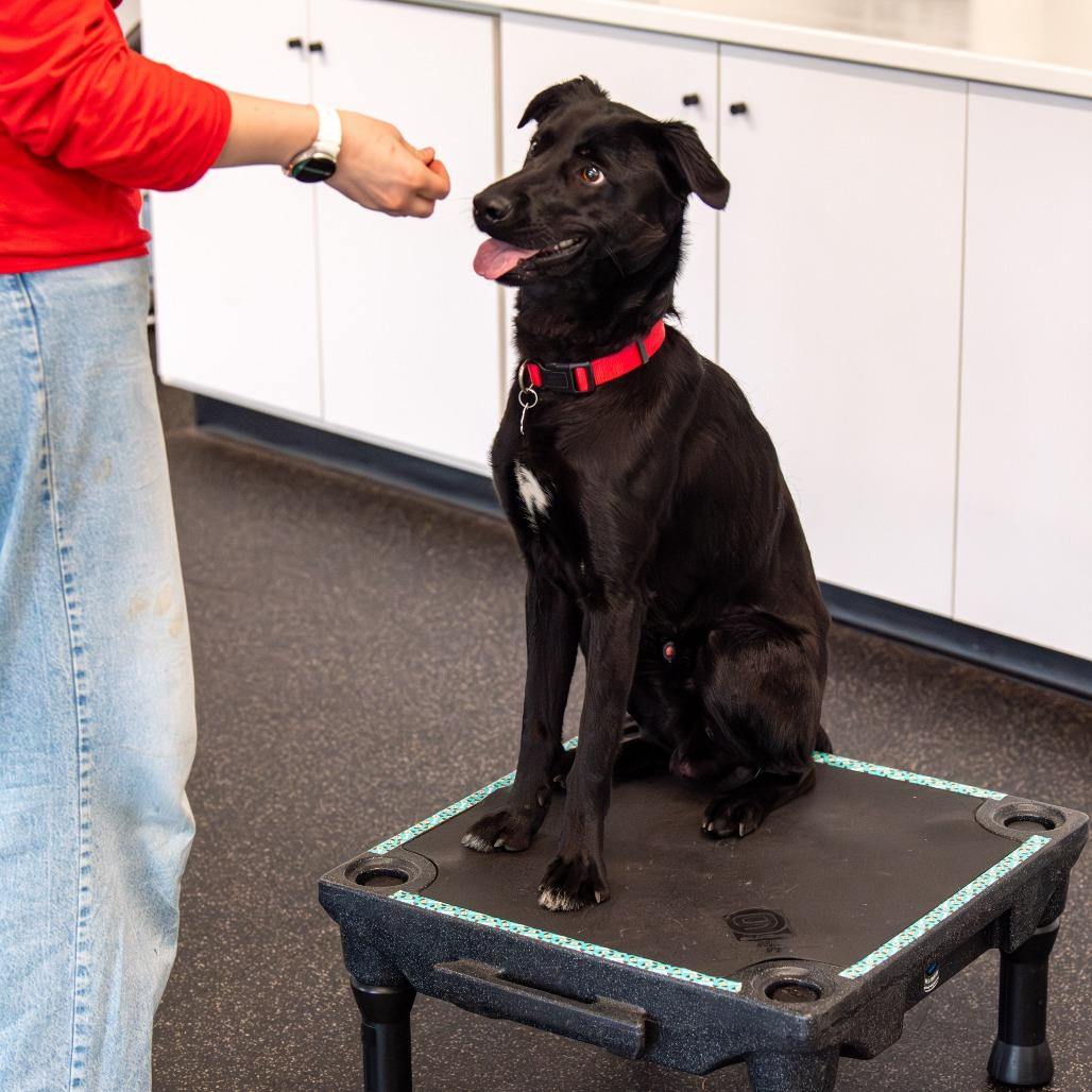 Enlarge Fenway, a Adoptable Mixed Breed in Kennebunk, ME image 5/6