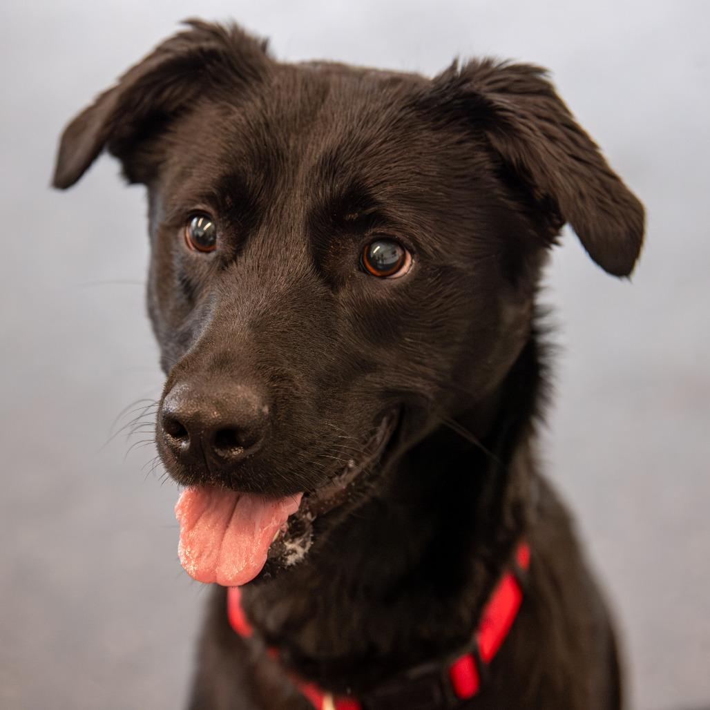 Enlarge Fenway, a Adoptable Mixed Breed in Kennebunk, ME image 6/6