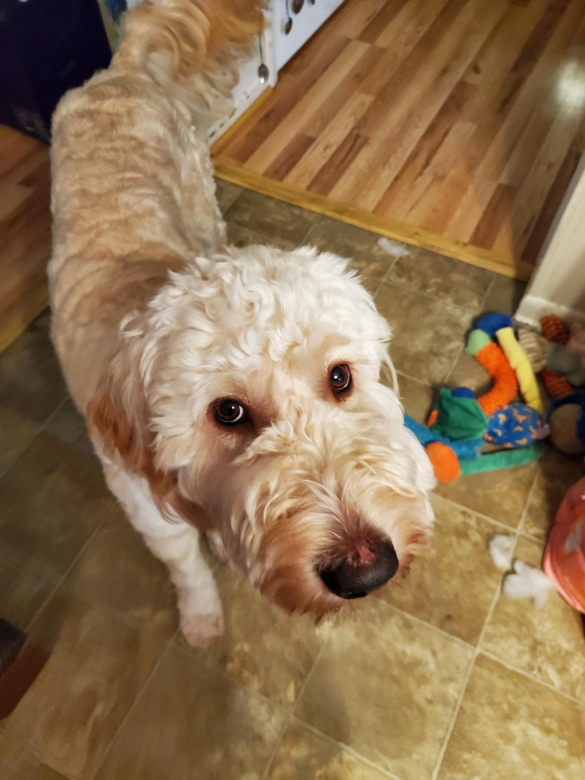 Enlarge Remi, a Adopted Goldendoodle in Waynesboro, TN image 2/4
