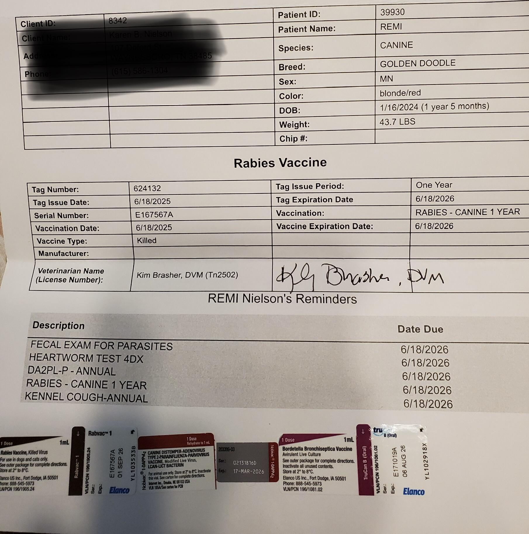 Enlarge Remi, a Adopted Goldendoodle in Waynesboro, TN image 3/4