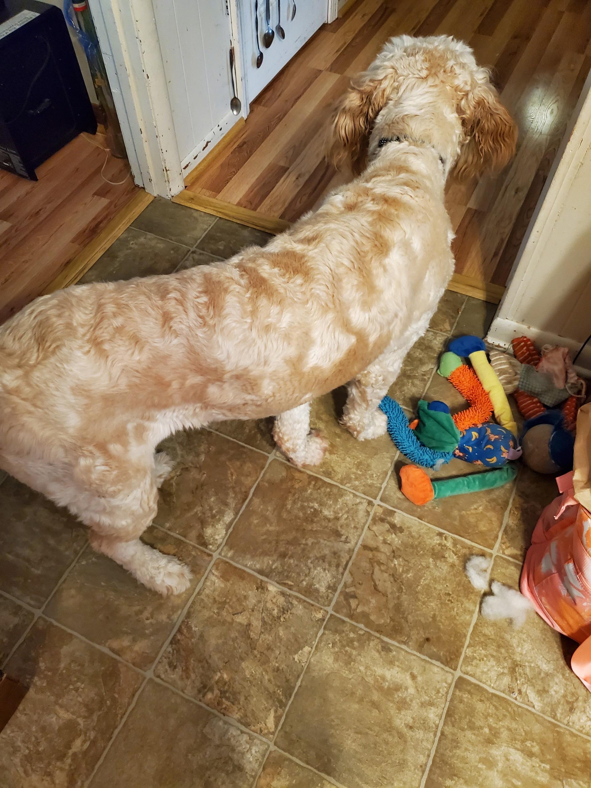 Enlarge Remi, a Adopted Goldendoodle in Waynesboro, TN image 4/4