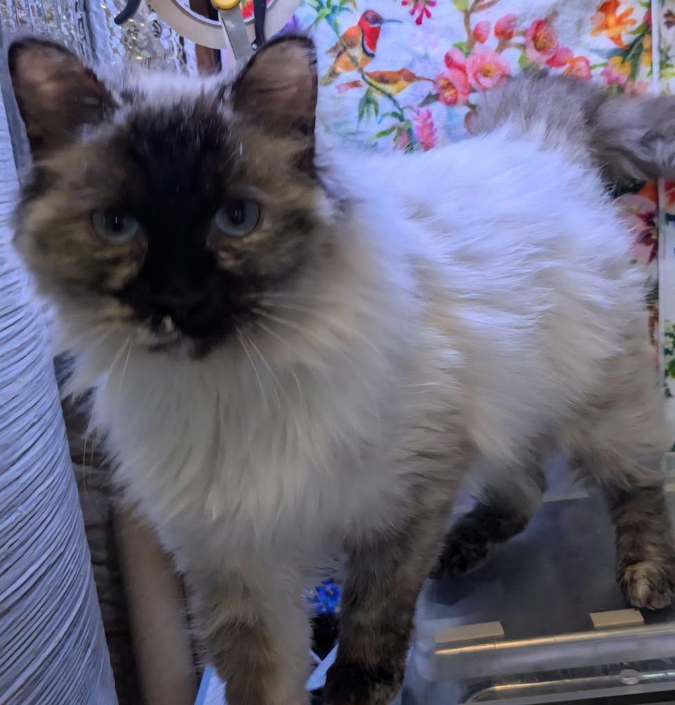 Azalea, Adopted, Young Female Domestic Long Hair.