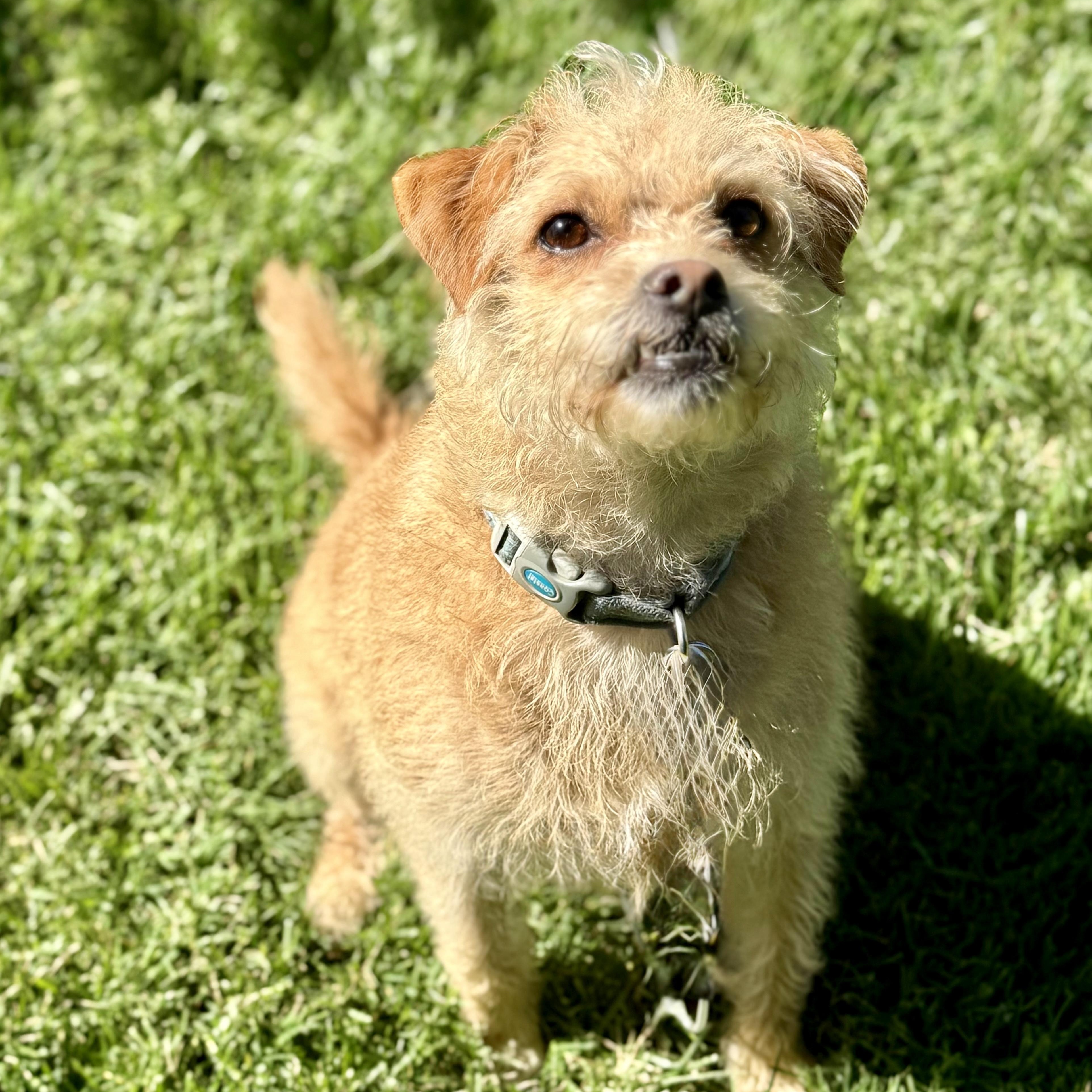 Scruffy