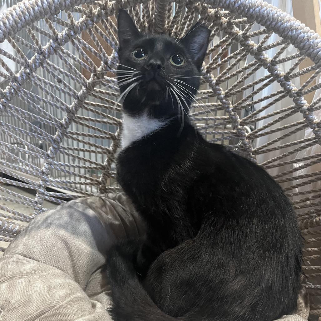 Enlarge Lucy, a Adoptable Domestic Short Hair in Pasadena , MD image 1/1