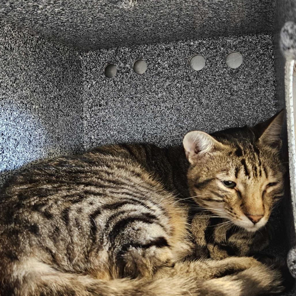 Enlarge Arthur, a Adoptable Domestic Short Hair in Dover, NH image 1/1