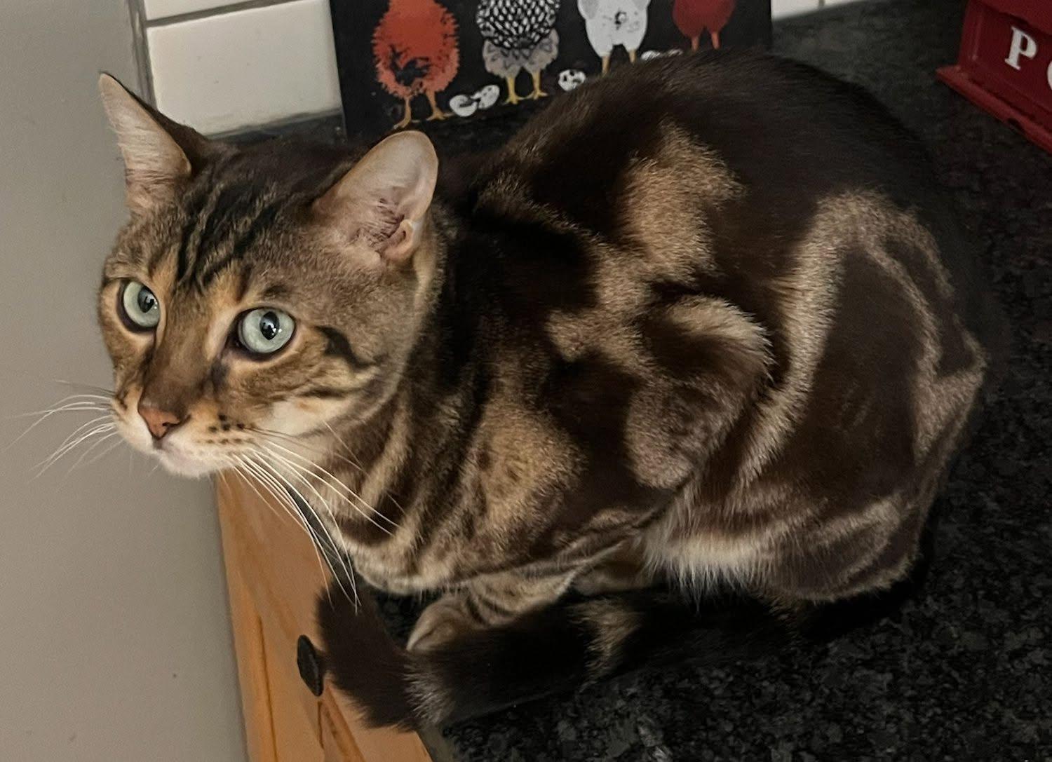 Felix, ADOPTABLE, Adult Male Bengal.