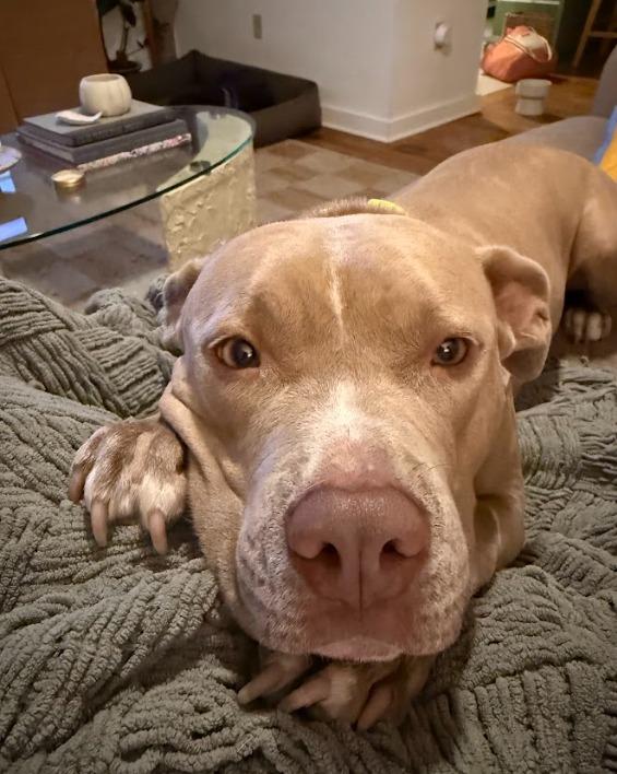 Tiana, Adoptable, Adult Female Pit Bull Terrier.