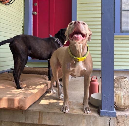 Enlarge Tiana, a Adoptable Pit Bull Terrier in Austin, TX image 2/5