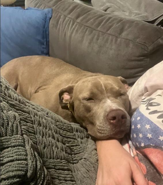 Enlarge Tiana, a Adoptable Pit Bull Terrier in Austin, TX image 3/5