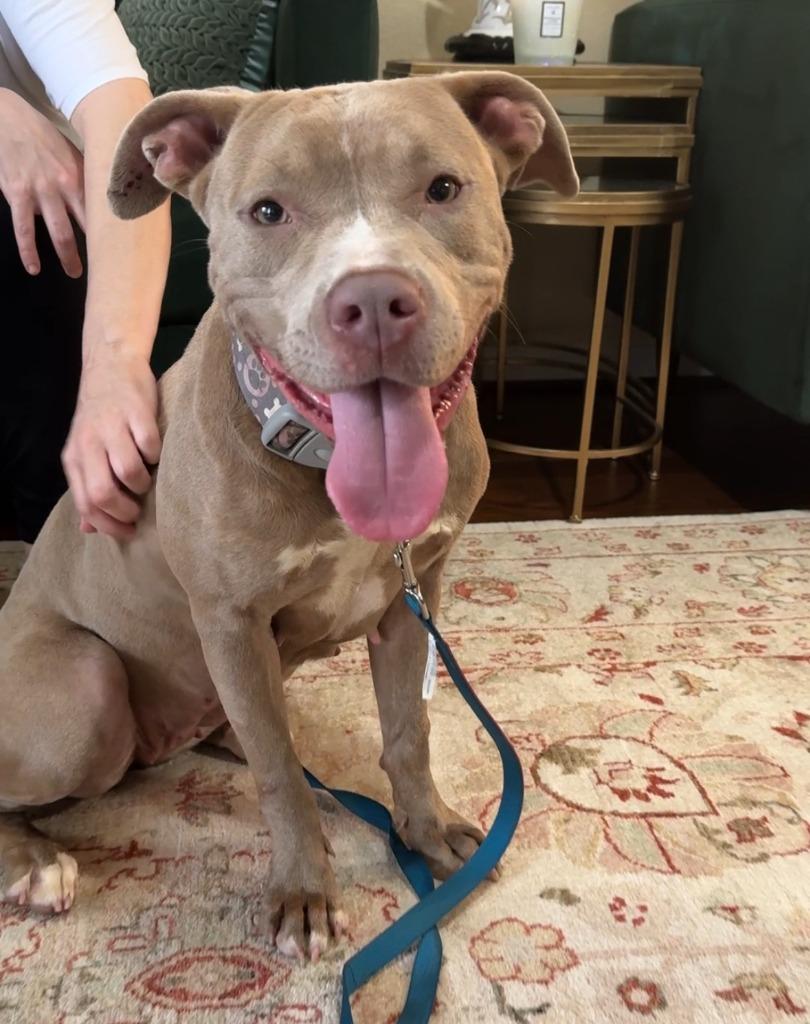 Enlarge Tiana, a Adoptable Pit Bull Terrier in Austin, TX image 5/5