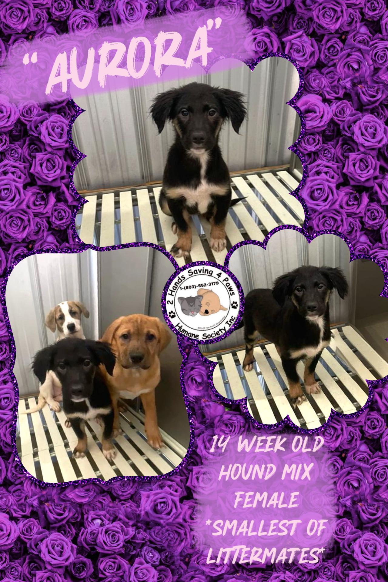 Aurora , Adoptable, Puppy Female Hound.