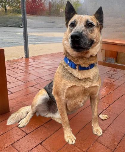 Enlarge Festus, a ADOPTABLE mixed breed in Quincy, IL image 1/1