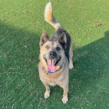 Festus, a ADOPTABLE mixed breed in Quincy, IL image 2/2