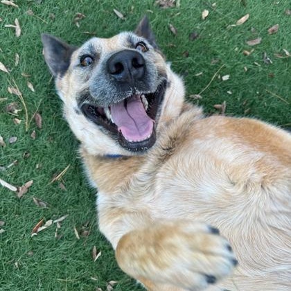 Festus, a ADOPTABLE mixed breed in Quincy, IL image 1/2
