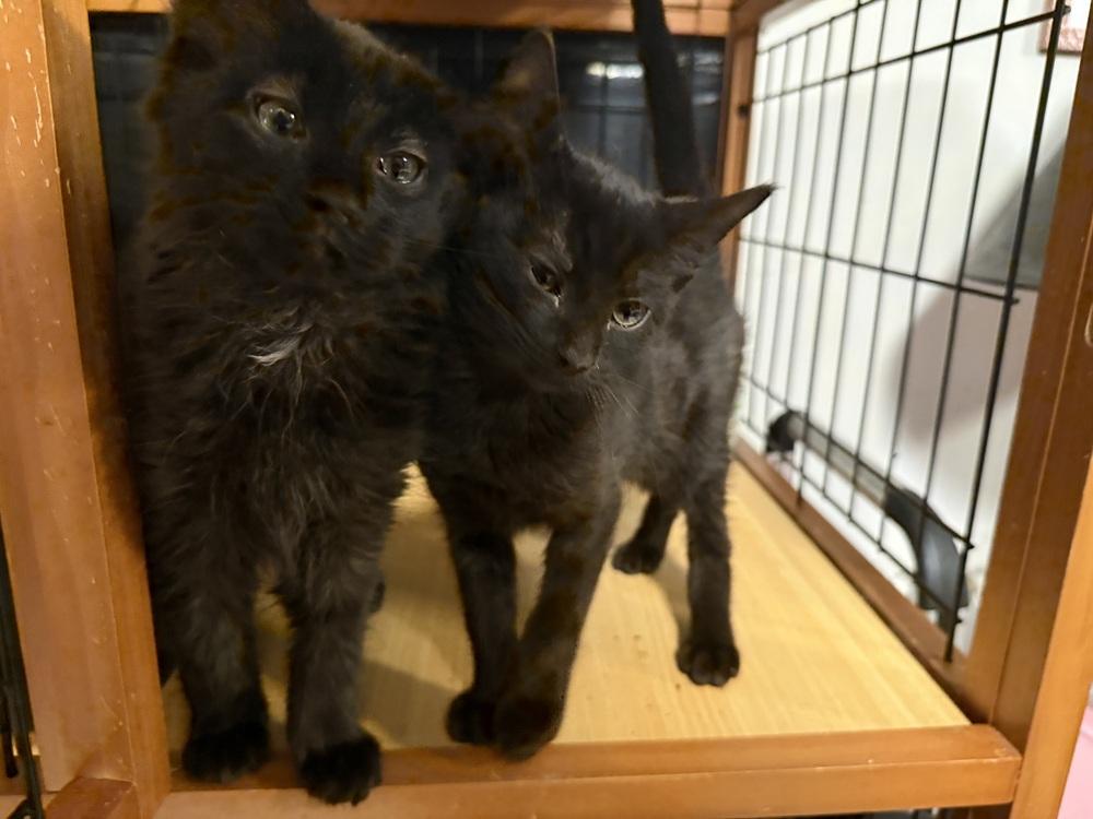 Odelia, Adoptable, Kitten Male Domestic Short Hair.