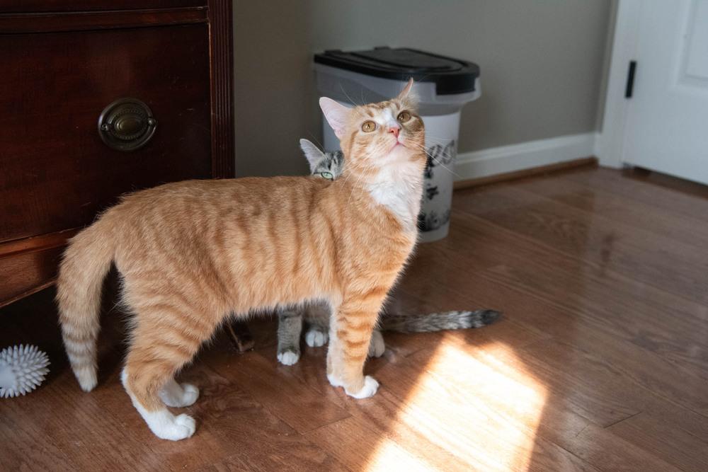 Sprinkles, a Adoptable mixed breed in Harpers Ferry, WV image 3/4