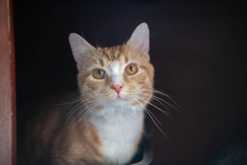Sprinkles, a Adoptable mixed breed in Harpers Ferry, WV image 4/4