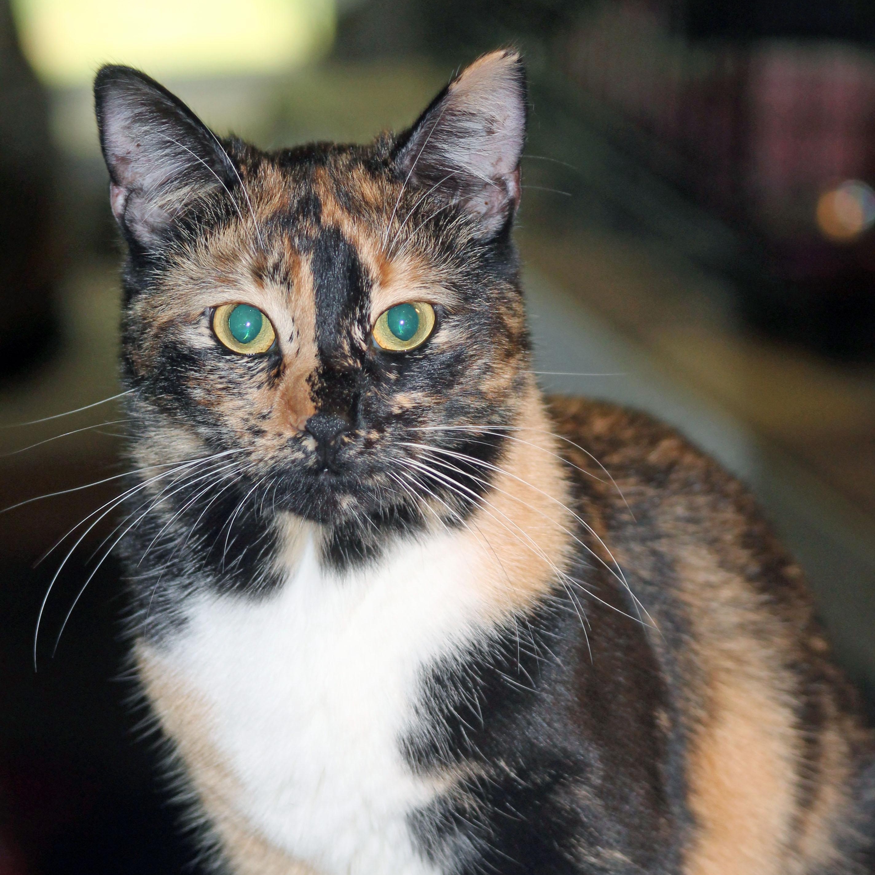 Miss Calli, ADOPTABLE, Adult Female Calico.