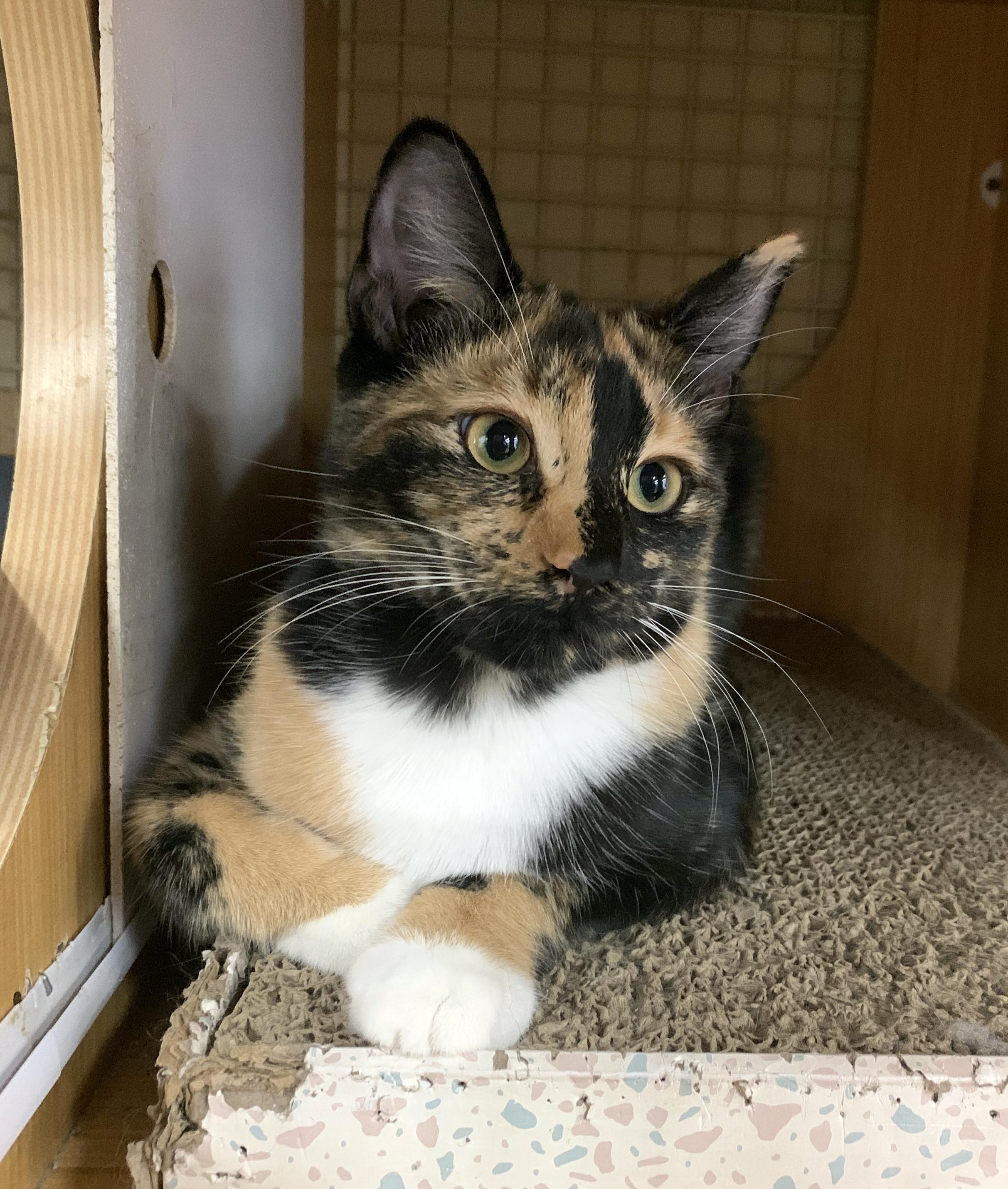 Miss Calli, a ADOPTABLE Calico in Mauldin, SC image 2/4