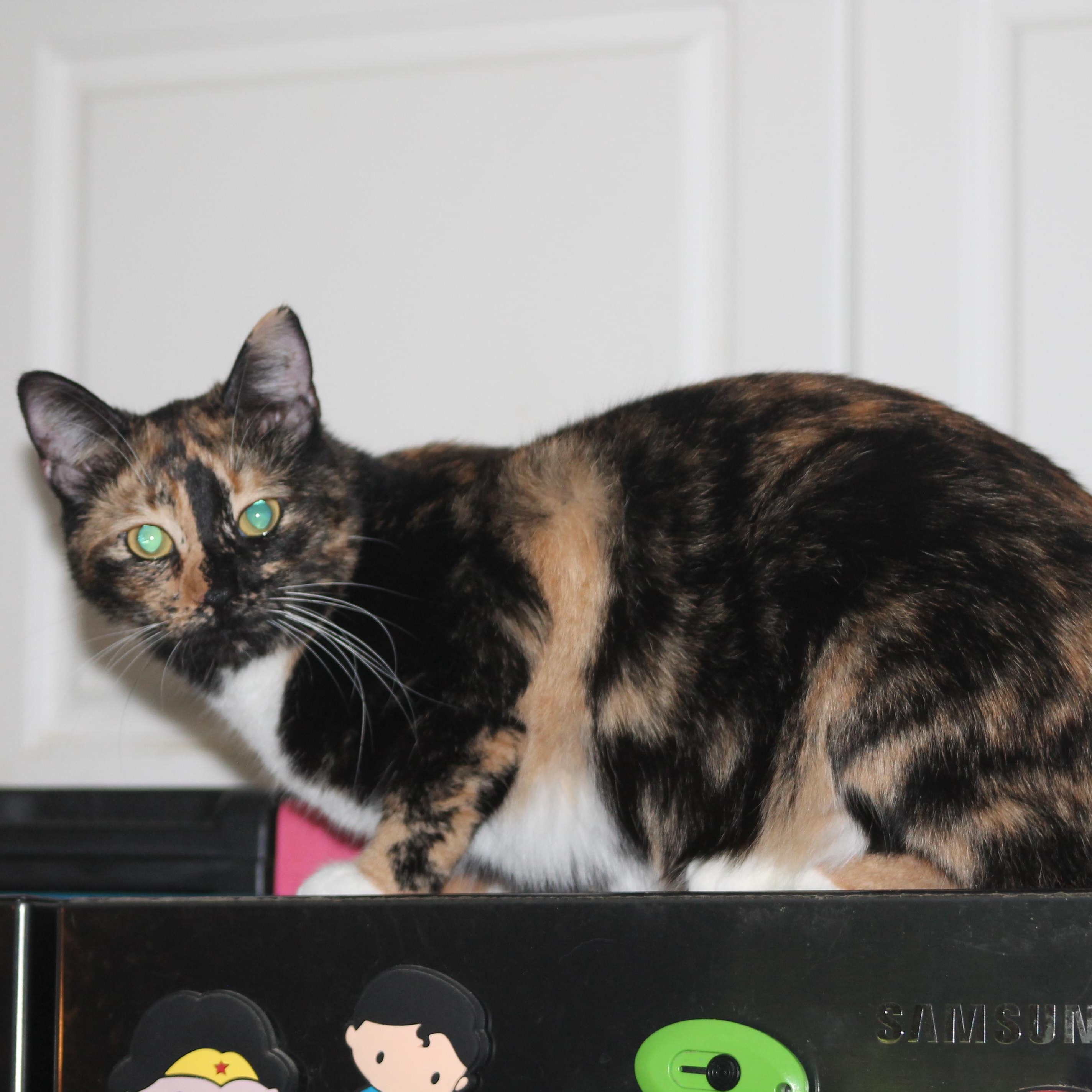 Miss Calli, a ADOPTABLE Calico in Mauldin, SC image 4/4