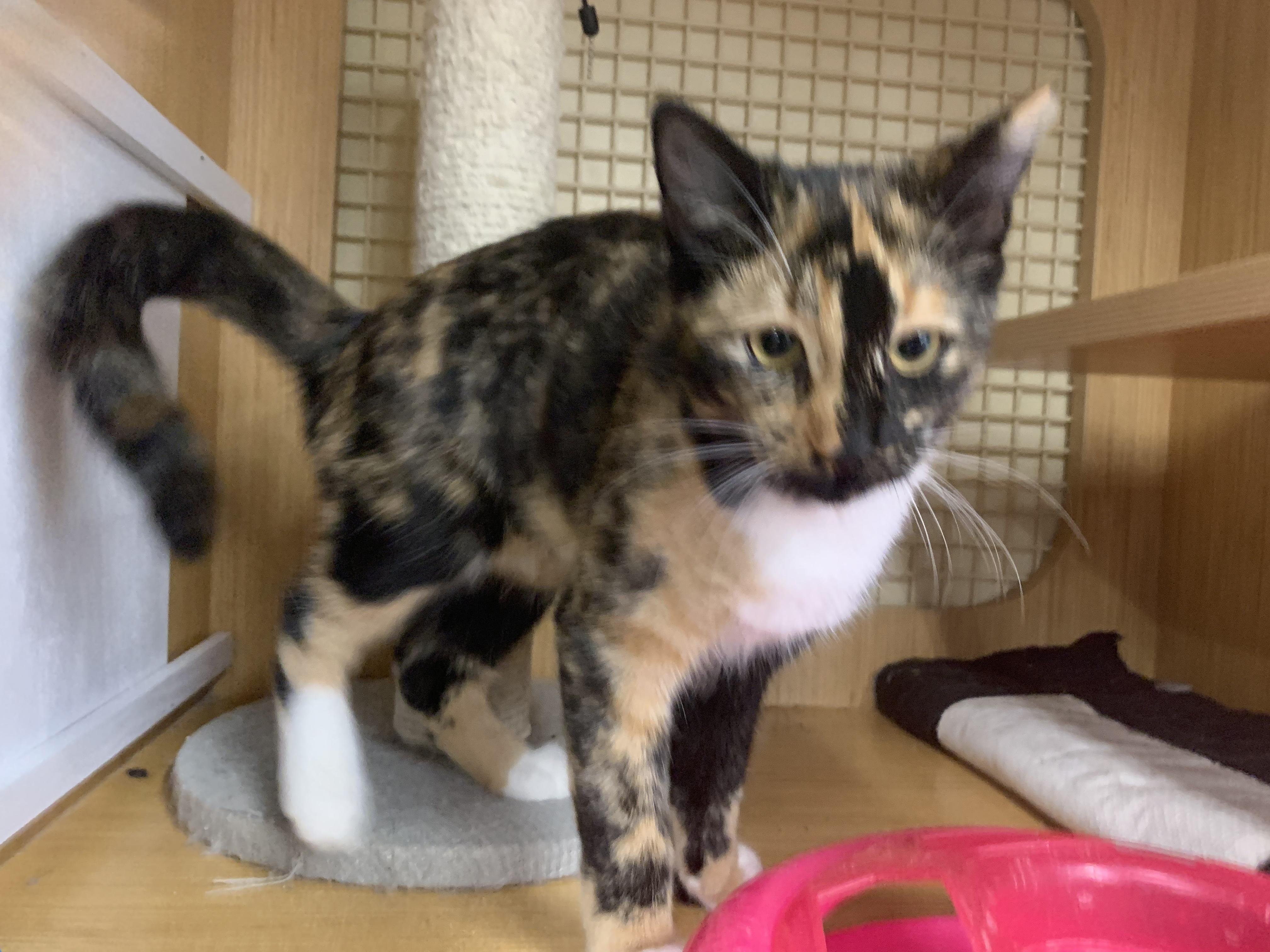 Miss Calli, a ADOPTABLE Calico in Mauldin, SC image 3/4