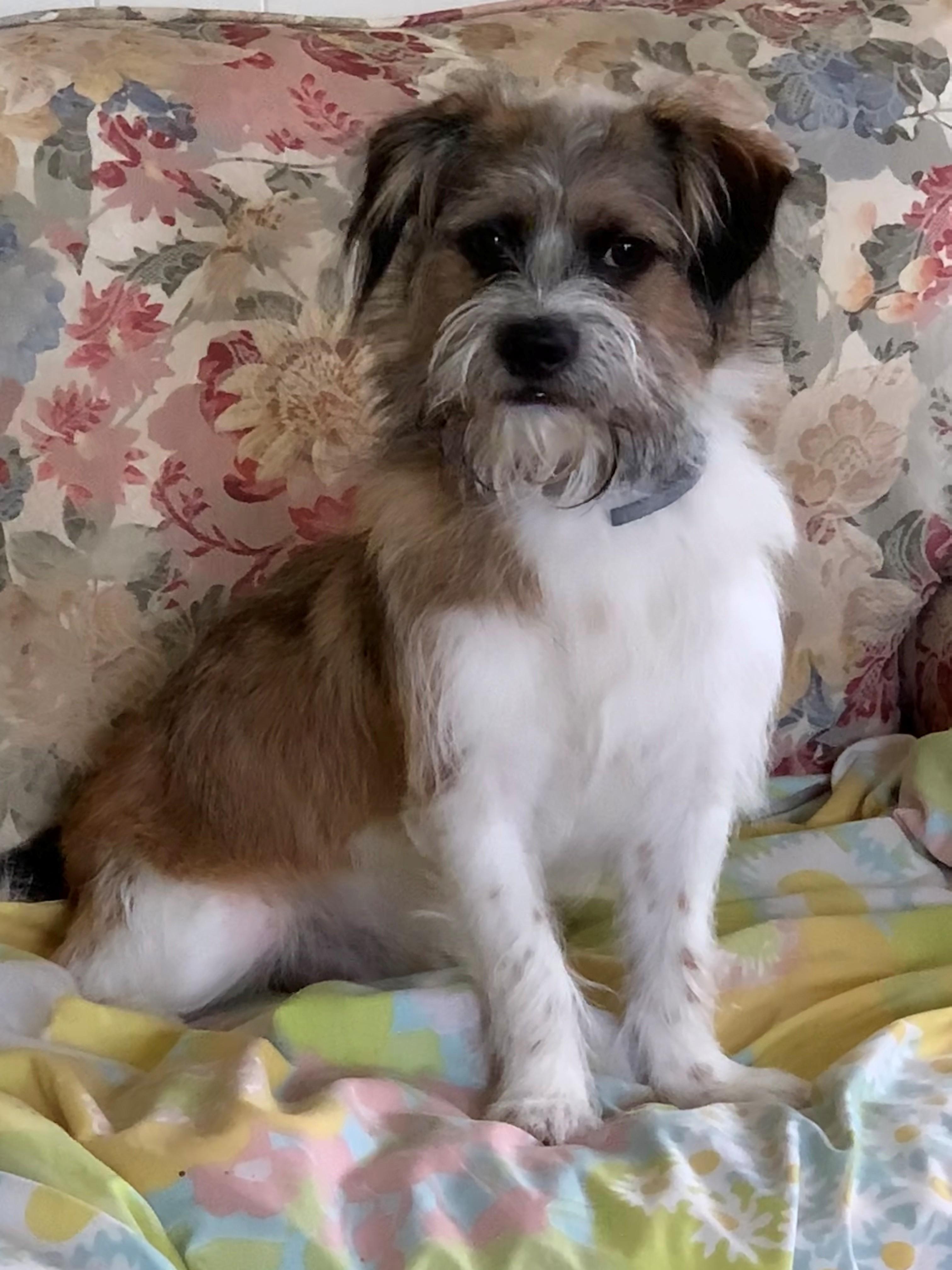 Peppa (D200), a ADOPTABLE mixed breed in Hayes, VA image 2/5