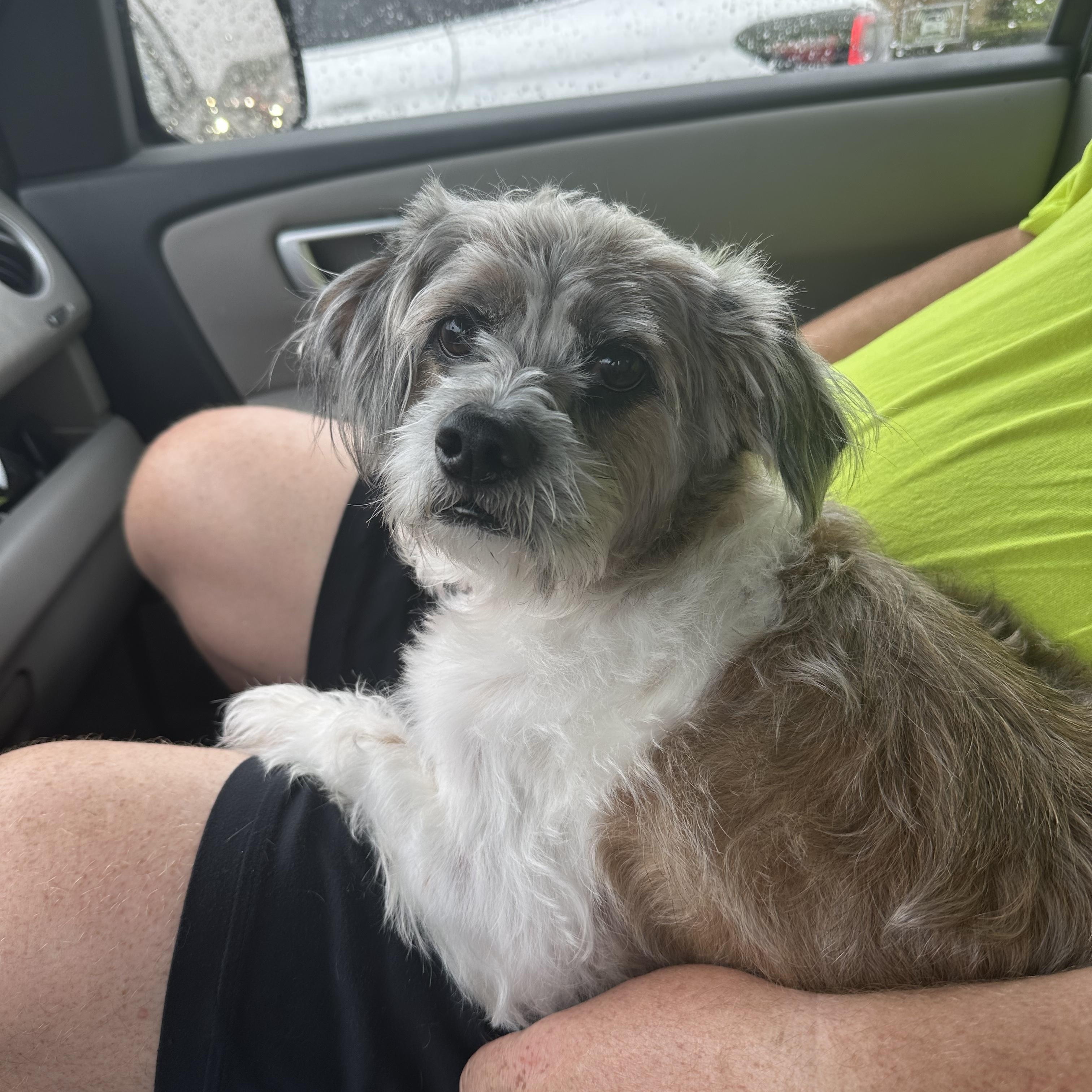 Peppa (D200), a ADOPTABLE mixed breed in Hayes, VA image 3/5