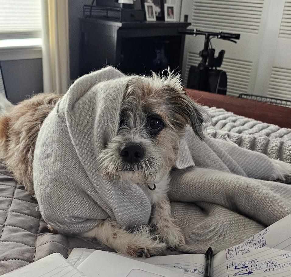 Peppa (D200), ADOPTABLE, Adult Male Shih Tzu & Terrier.