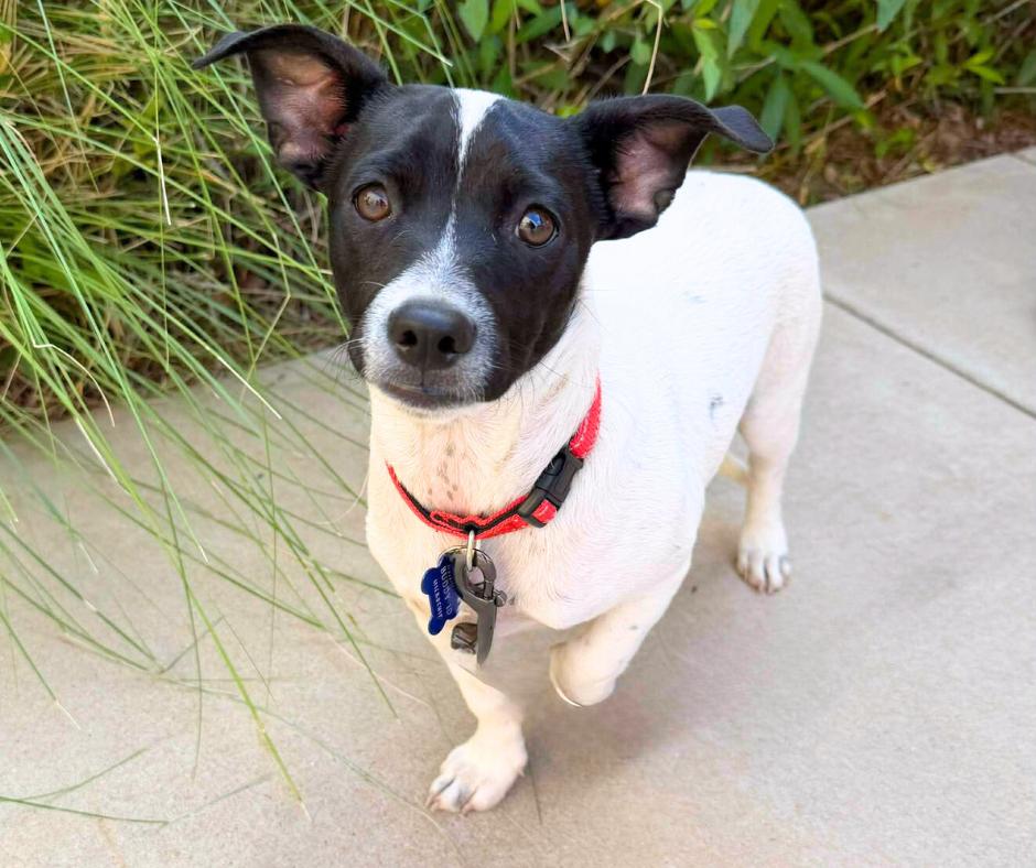 Mr J, Adoptable, Young Male Chihuahua.