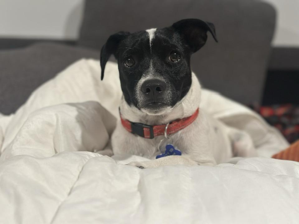 Mr J, a Adoptable mixed breed in Tempe, AZ image 1/6