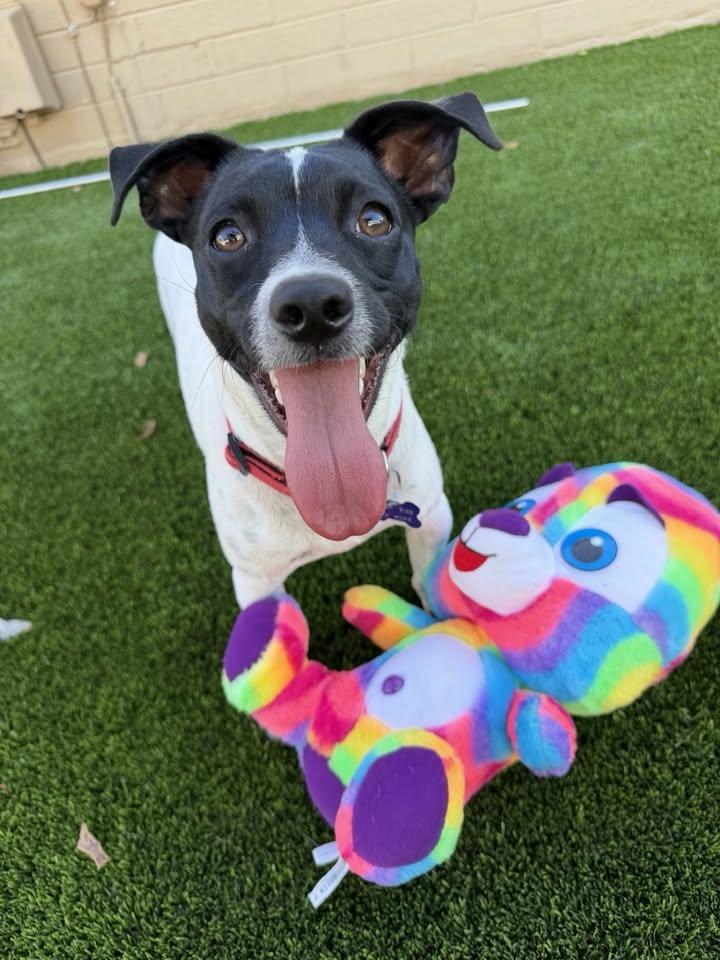 Enlarge Mr J, a Adoptable mixed breed in Tempe, AZ image 2/6