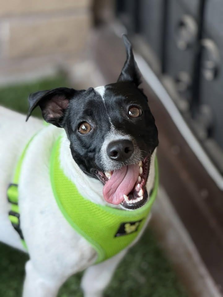 Enlarge Mr J, a Adoptable mixed breed in Tempe, AZ image 3/6