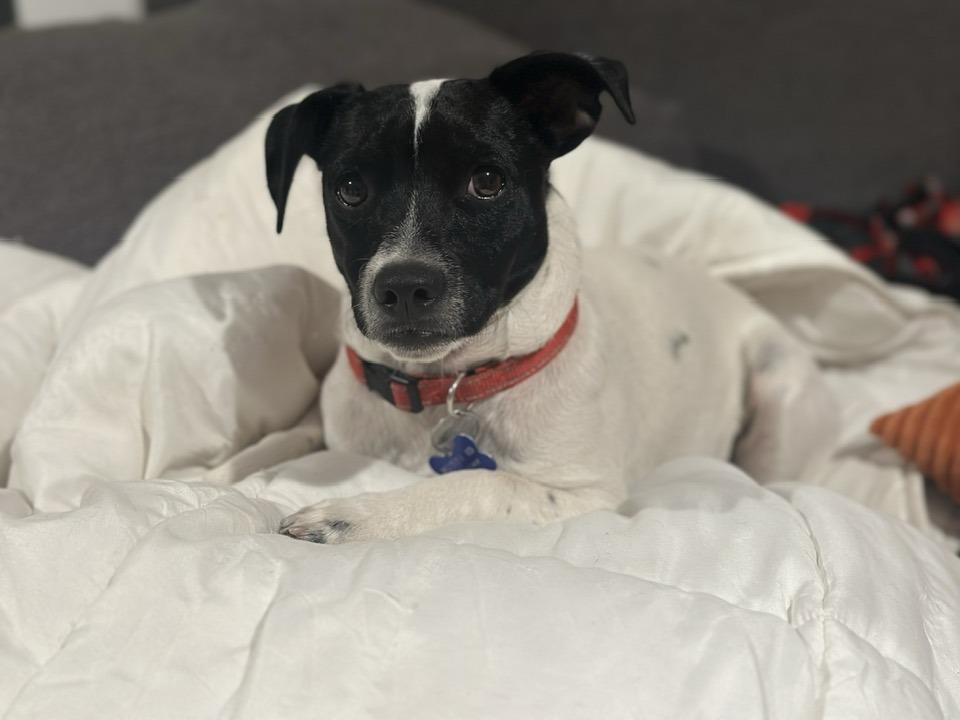 Mr J, a Adoptable mixed breed in Tempe, AZ image 3/6