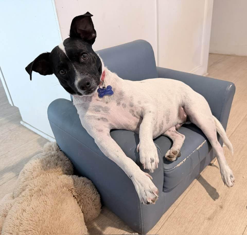 Enlarge Mr J, a Adoptable mixed breed in Tempe, AZ image 4/6