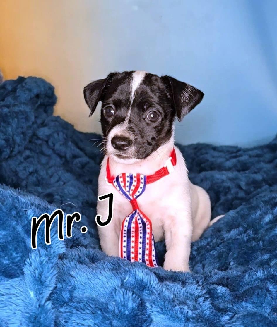 Mr J, a Adoptable mixed breed in Tempe, AZ image 4/6