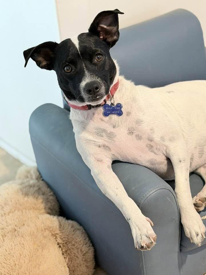 Enlarge Mr J, a Adoptable mixed breed in Tempe, AZ image 5/6