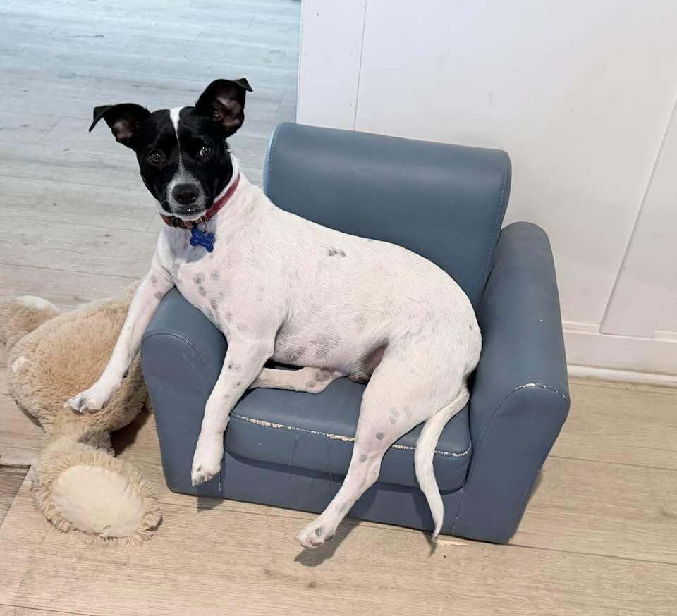 Enlarge Mr J, a Adoptable mixed breed in Tempe, AZ image 6/6