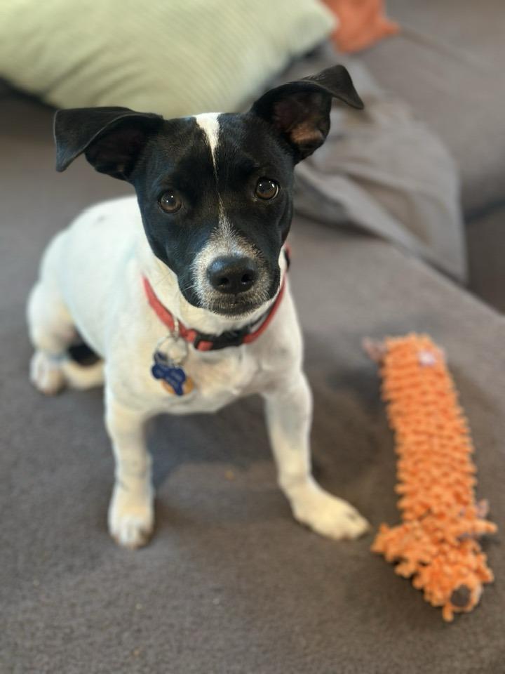 Enlarge Mr J, a Adoptable mixed breed in Tempe, AZ image 2/6