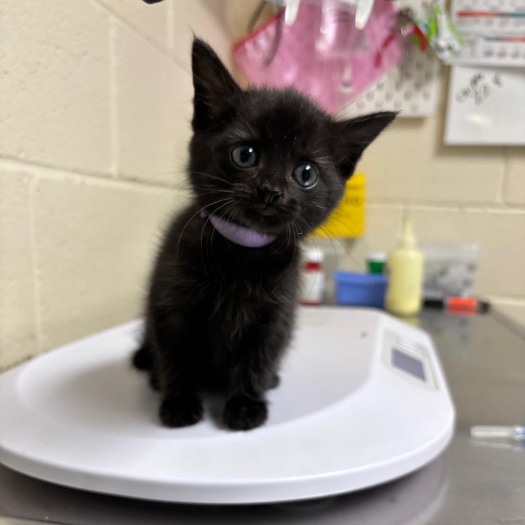 Iris, Adoptable, Kitten Female Domestic Short Hair.