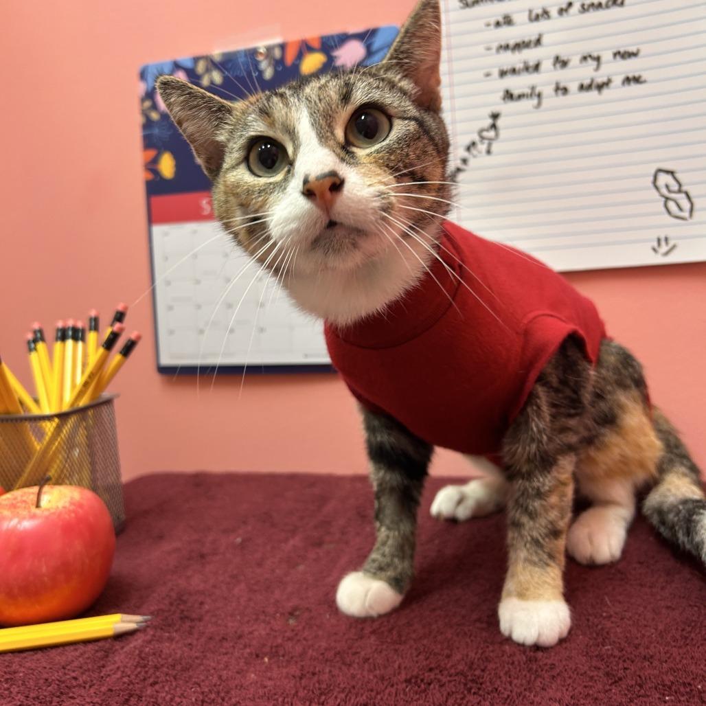 Enlarge Missy, a Adoptable Domestic Short Hair in Drumheller, AB image 2/3