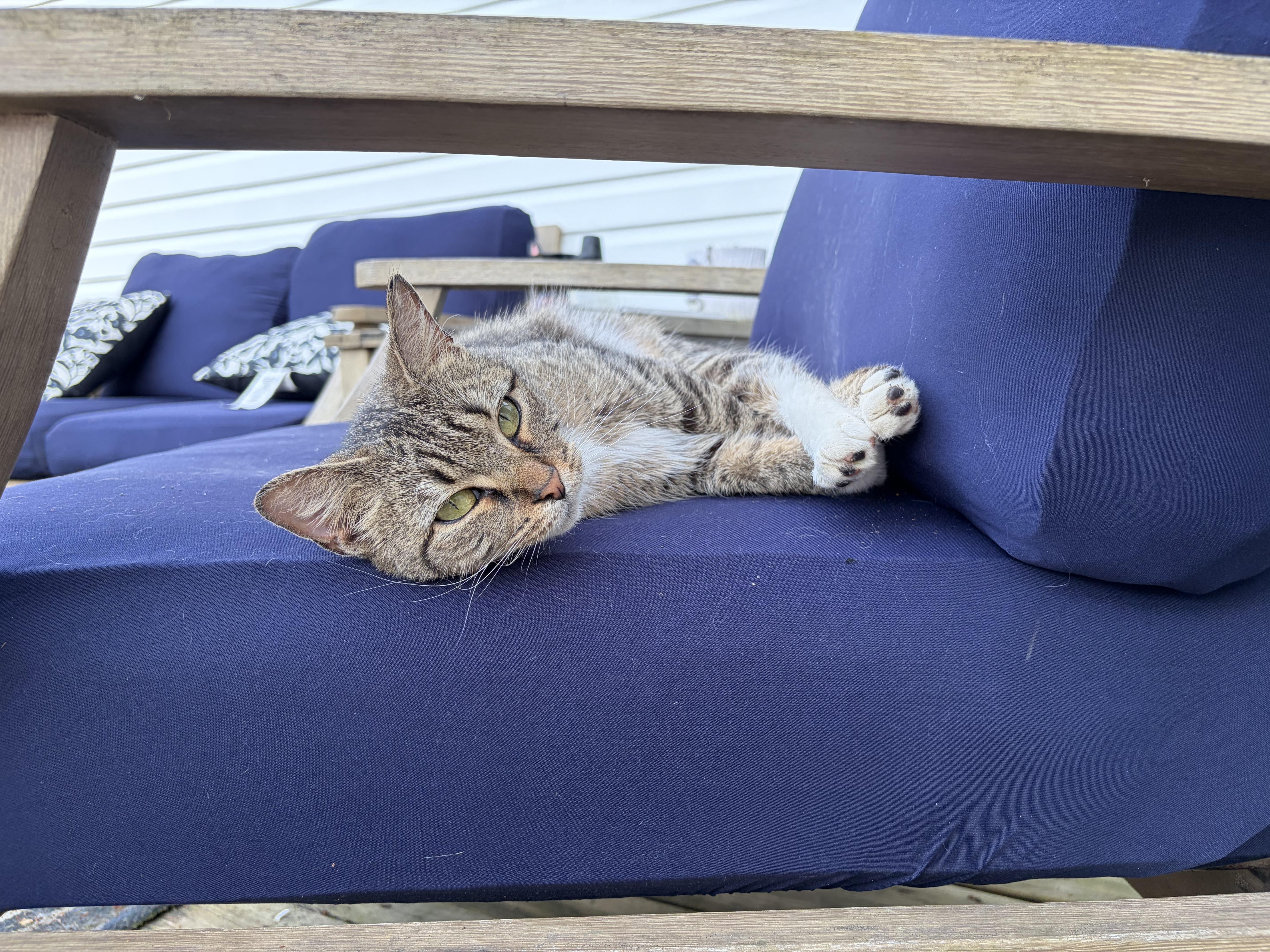 Shannon, ADOPTABLE, Adult Female Domestic Short Hair.