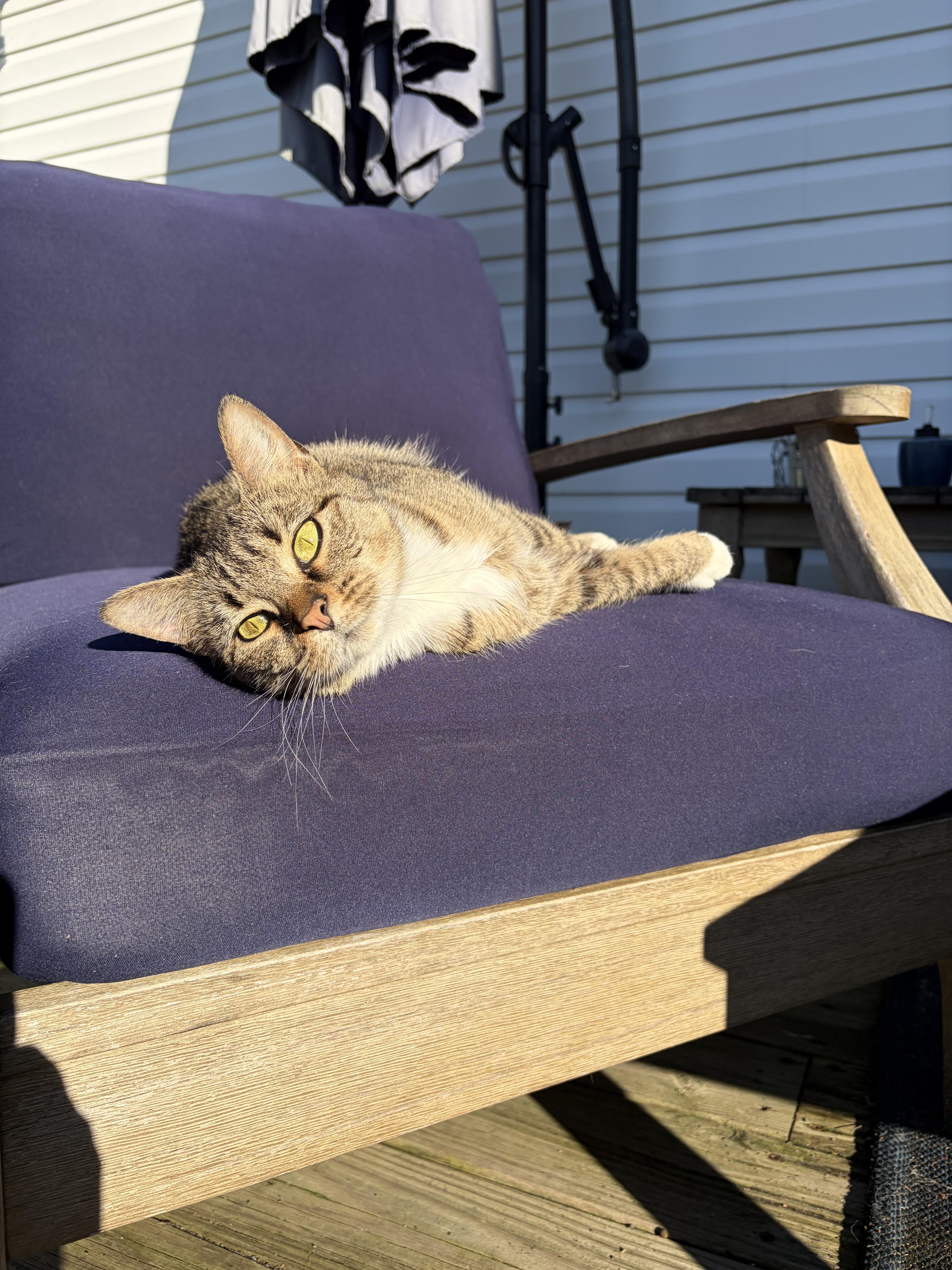 Enlarge Shannon, a ADOPTABLE Domestic Short Hair in Bethel, OH image 2/5