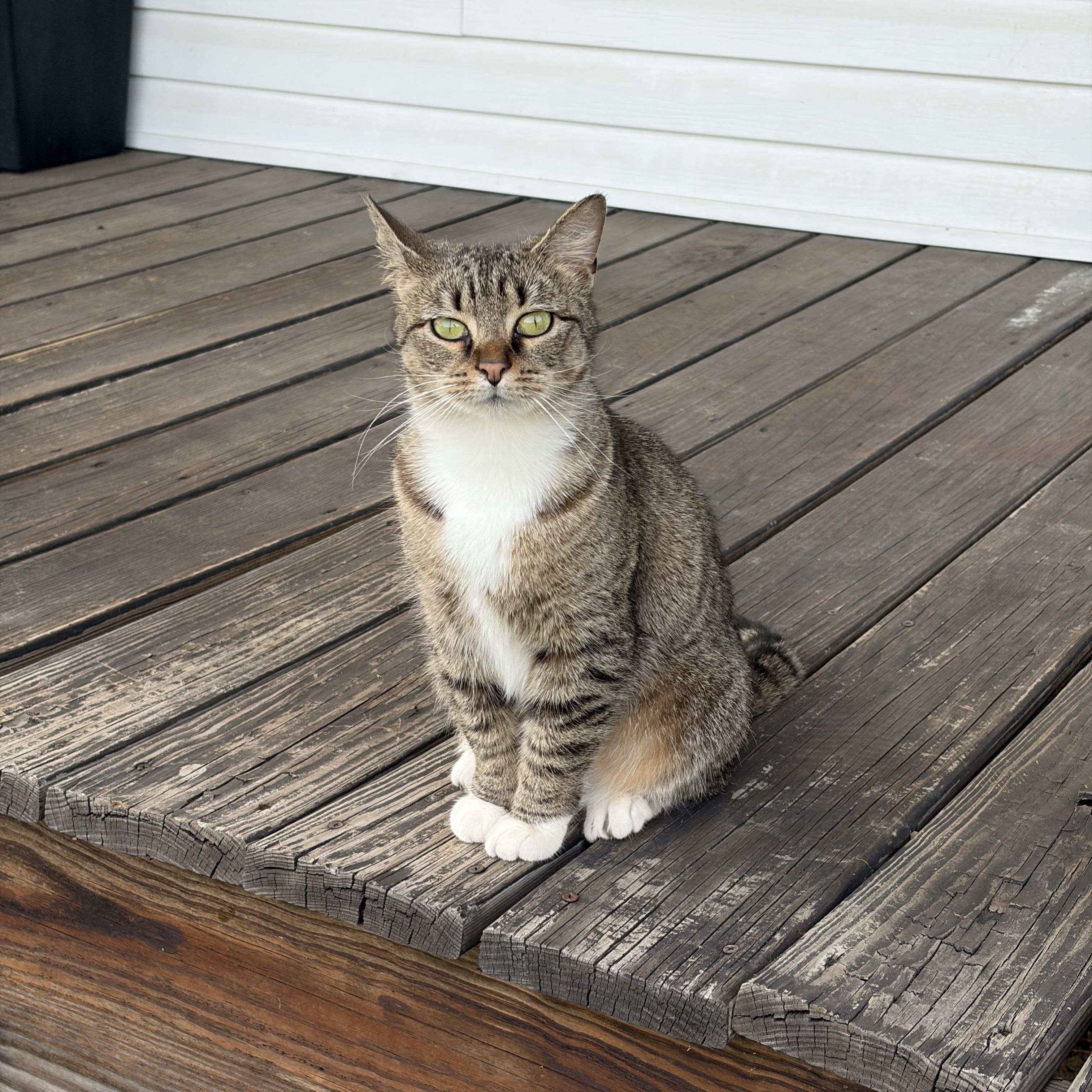 Enlarge Shannon, a ADOPTABLE Domestic Short Hair in Bethel, OH image 3/5
