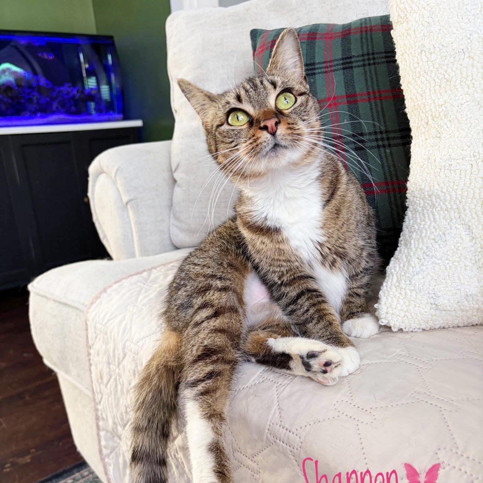 Shannon, ADOPTABLE, Adult Female Domestic Short Hair.