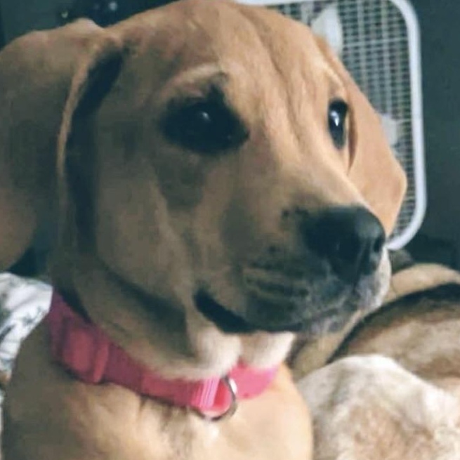 Goldie Hawn, adopted, Young Female Rhodesian Ridgeback & Yellow Labrador Retriever.