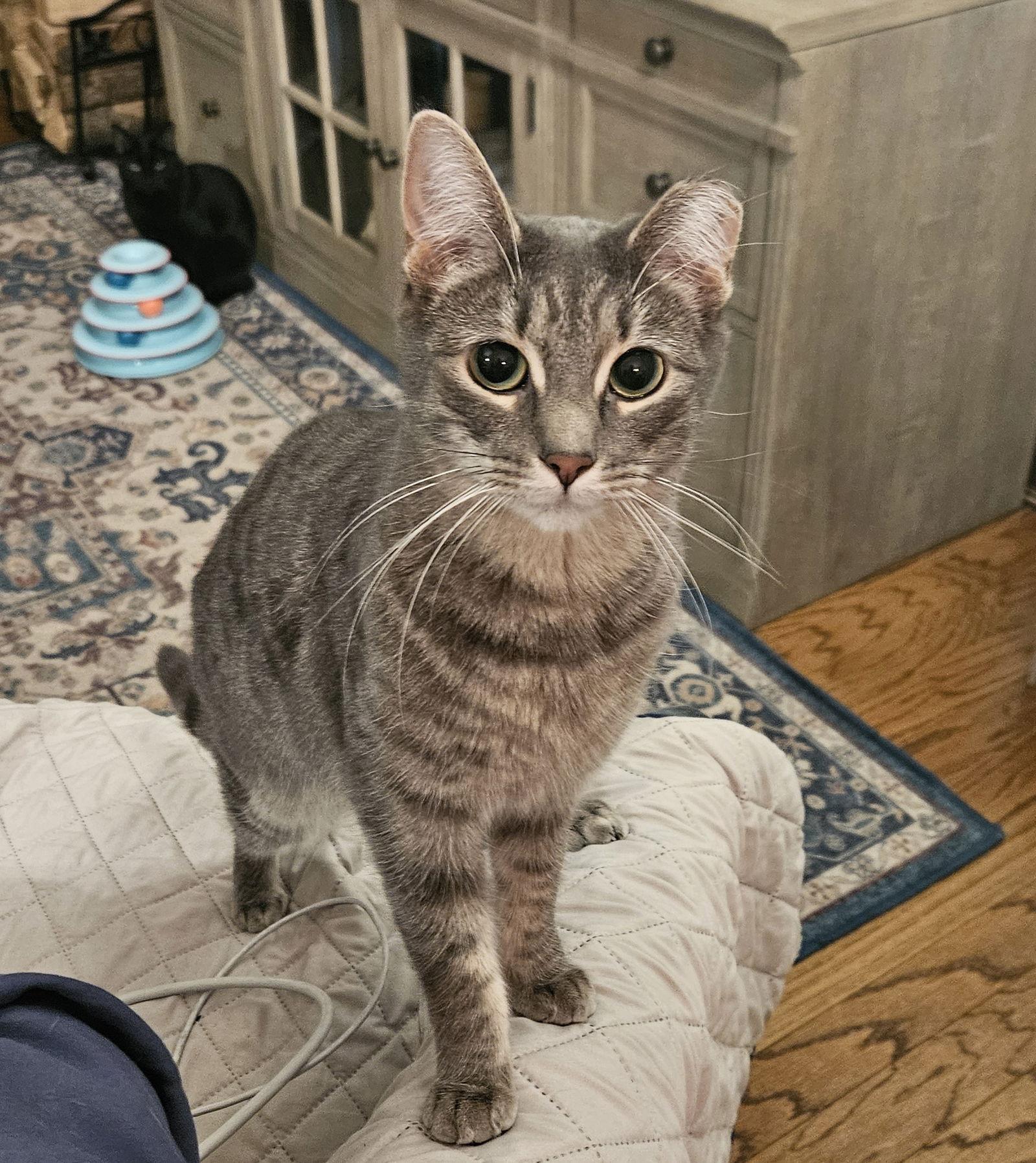 Enlarge SUZIE, a Adoptable Domestic Short Hair in Flushing, NY image 1/3