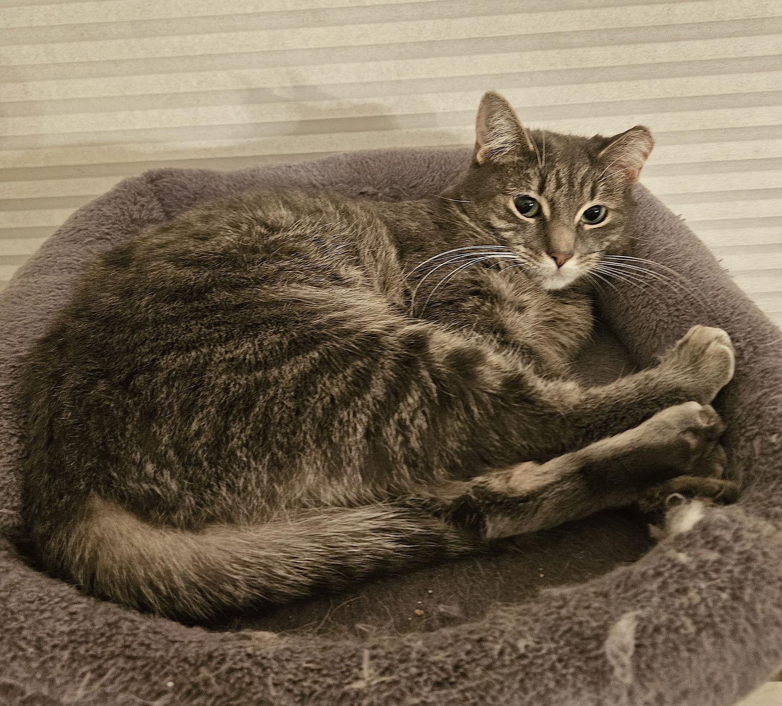 Enlarge SUZIE, a Adoptable Domestic Short Hair in Flushing, NY image 2/3